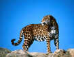 leopar